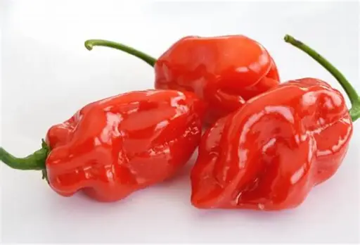 Scotch bonnet